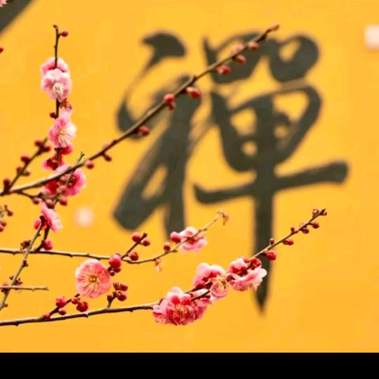 @.《至尊狼人》🦊