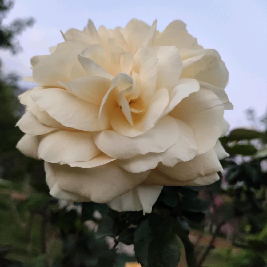 小兔子