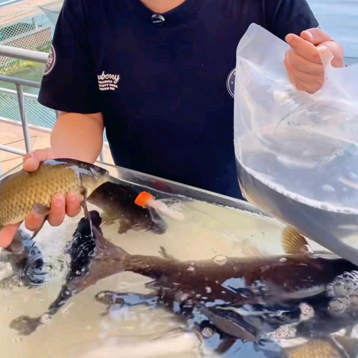 千岛湖水产鱼🐠