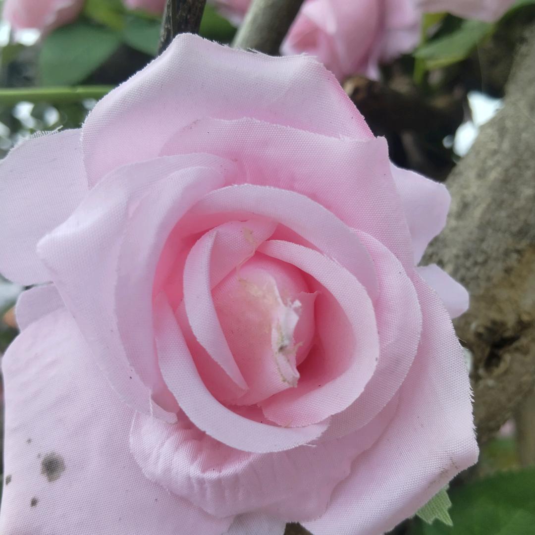 余生都是你@🩷🩷