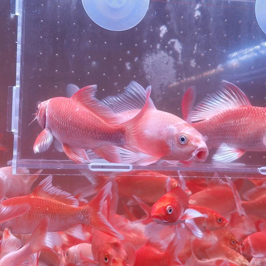 聚缘蝴蝶鲤甄选优品