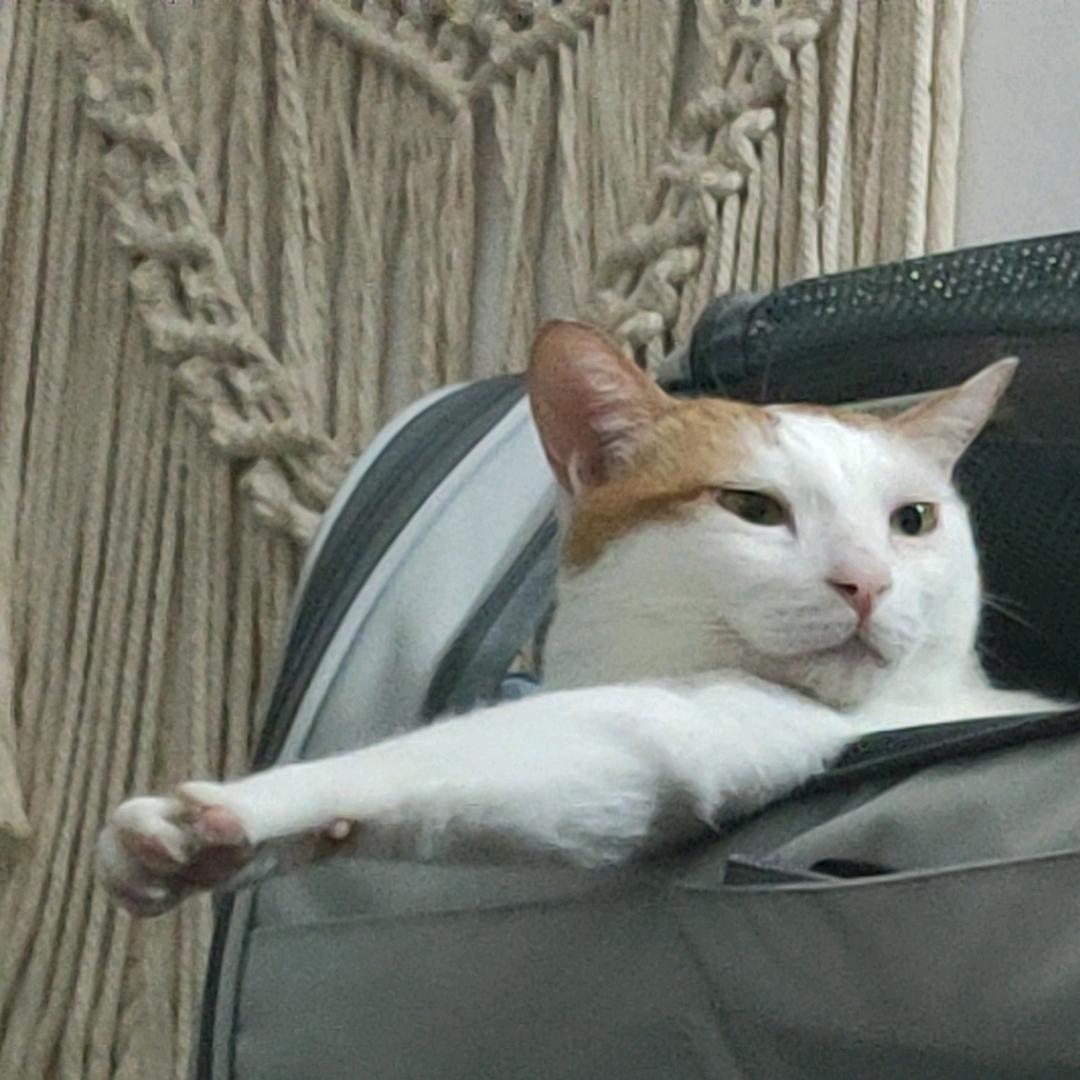 飞天法棍_小甜饼