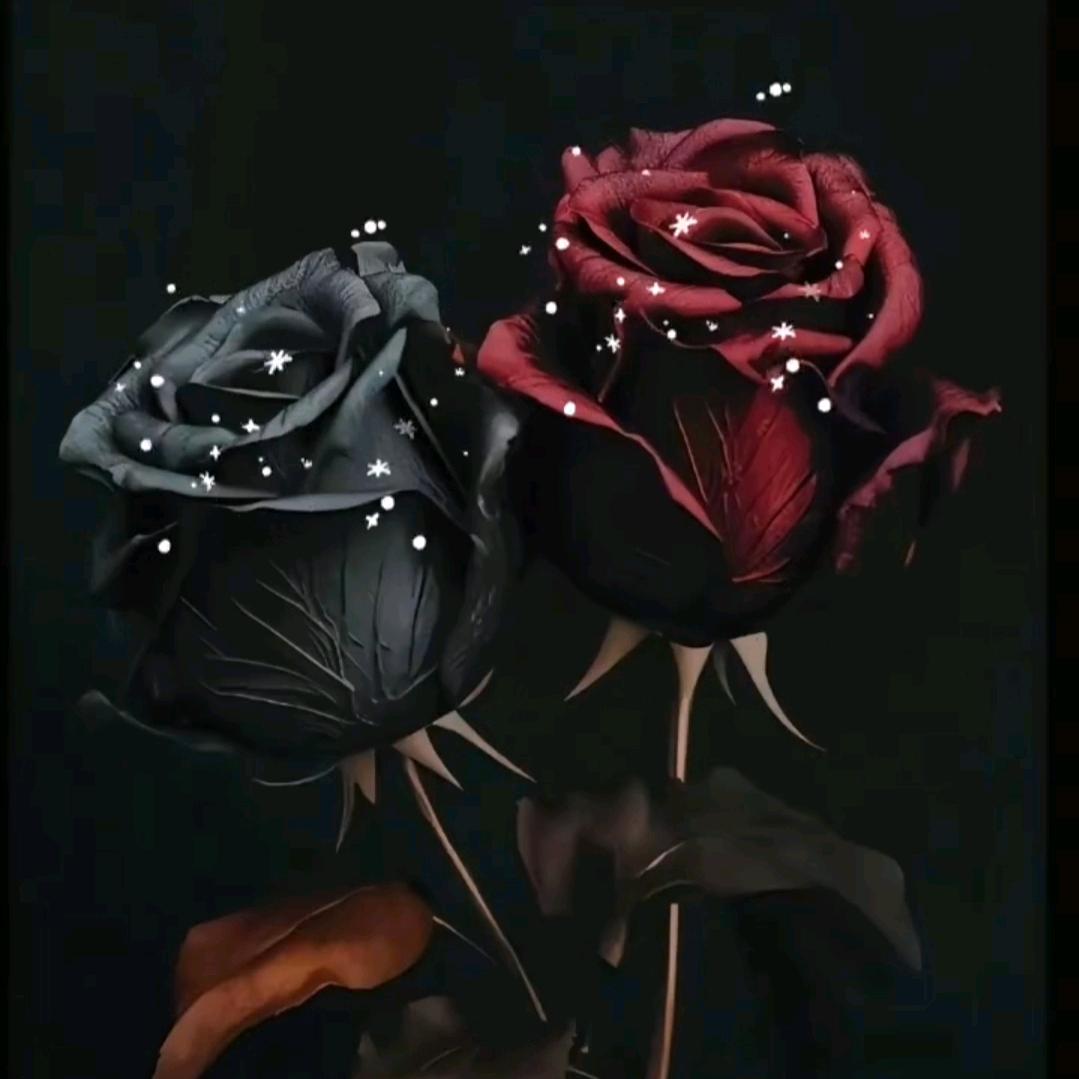 😂ۋٱي ོيـہۇقـہلےོ🤣