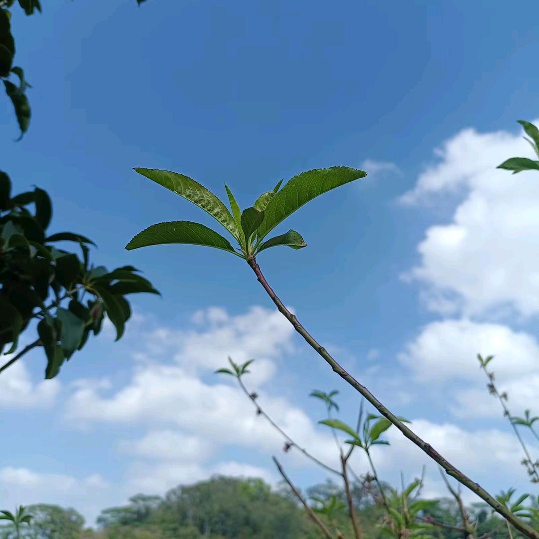 夏沫内衣