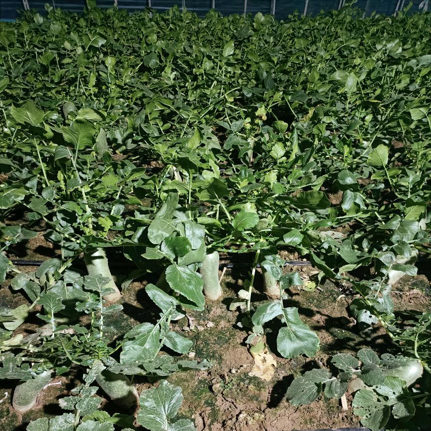 猴哥每日鲜直采