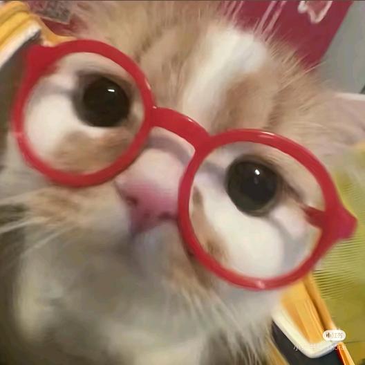 ꒰ঌ✧🐾🌷小猫爱吃鱼🦋🐟ಣ໒꒱