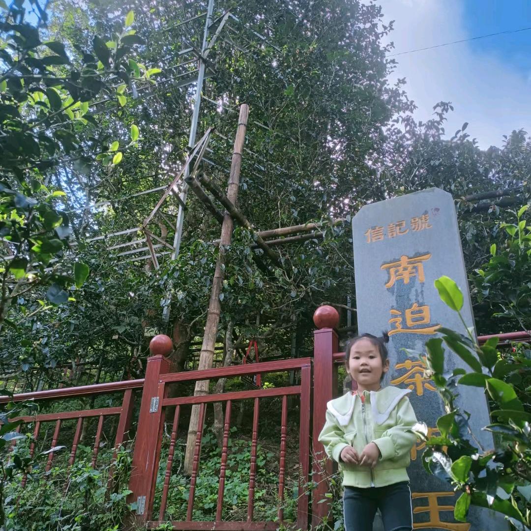 沉臻古韵