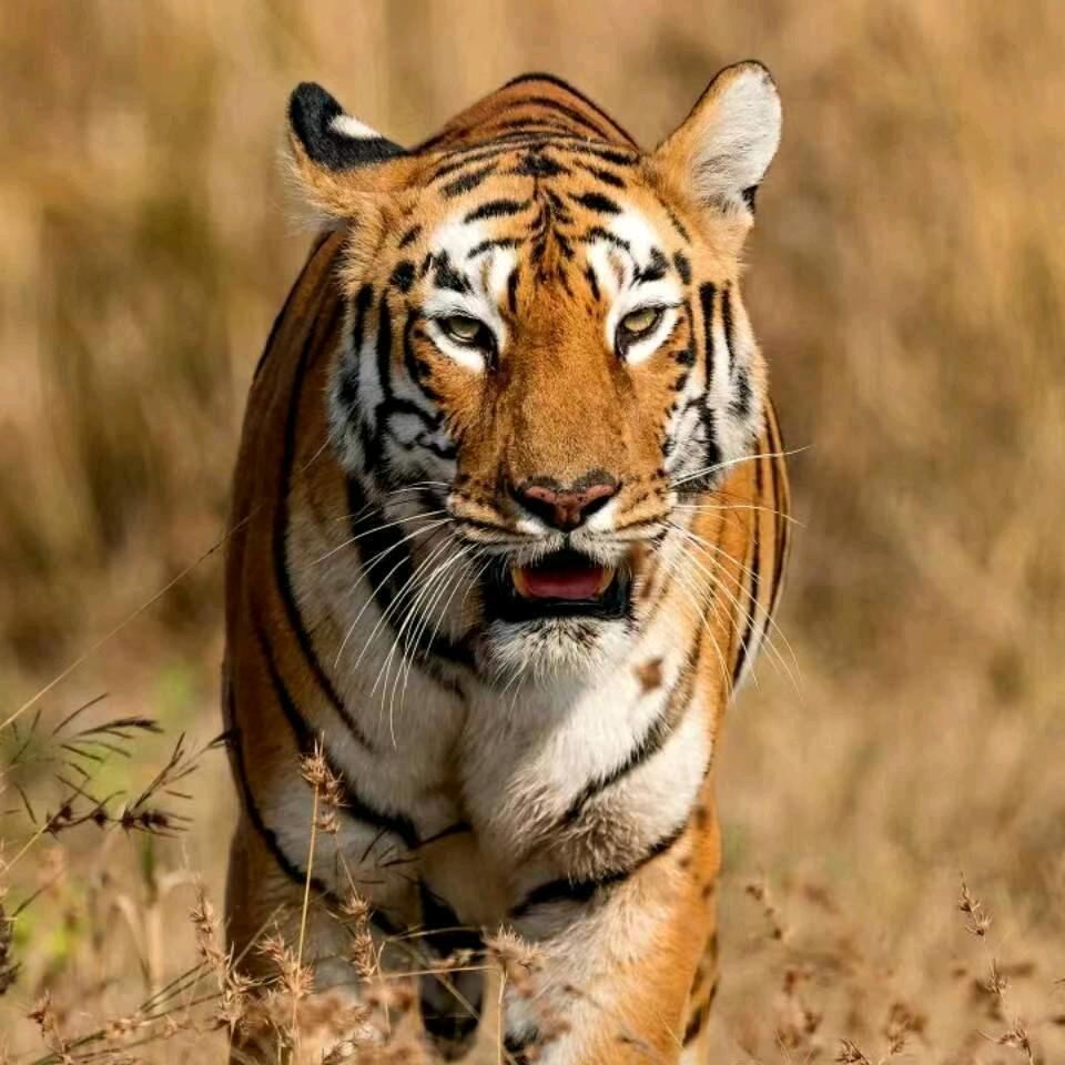 🌼藏族男孩🌼