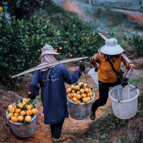 屯里人农副产品🍠🌽