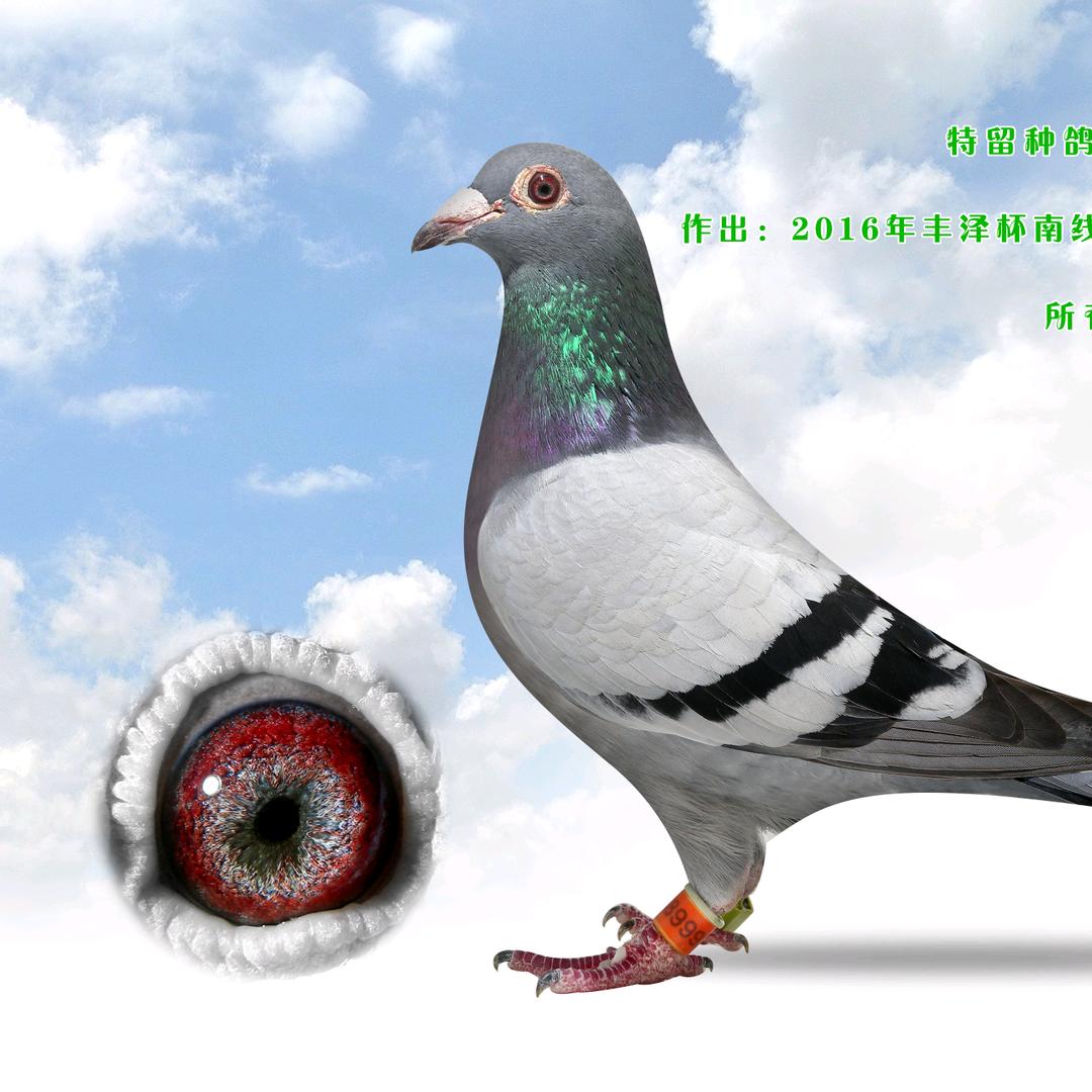 陈东波
