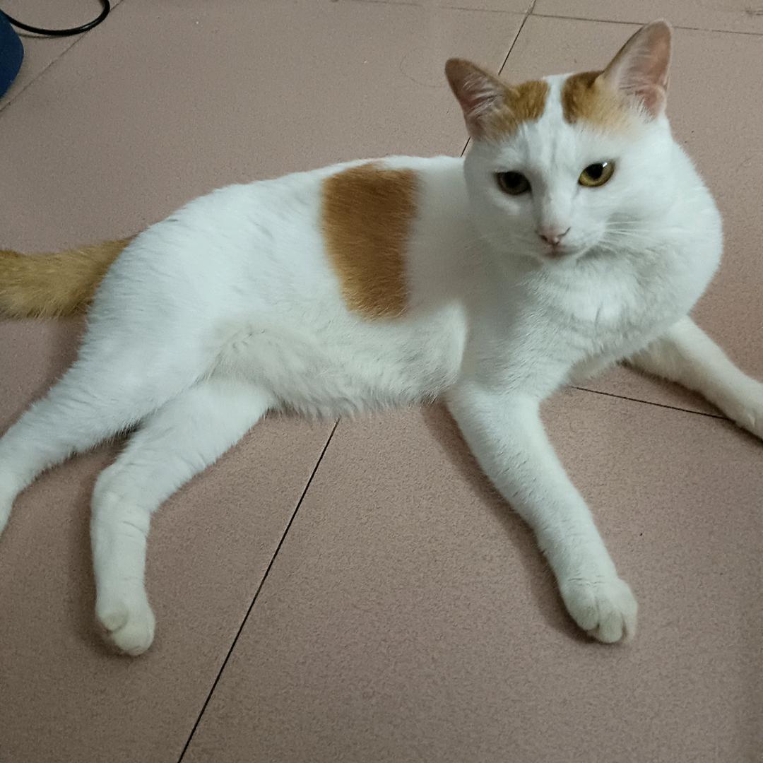 吉祥如意