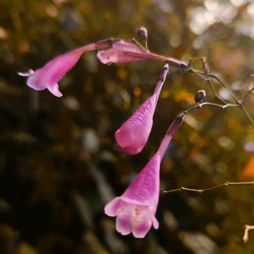 ❤️可可🧍‍♀️（莫要连赞）