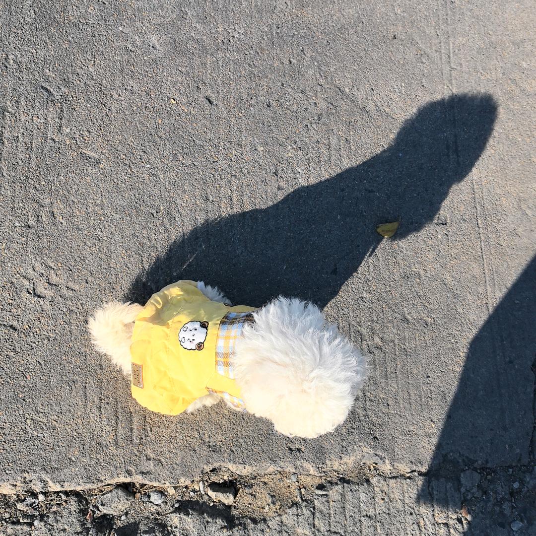 毛球是只小比熊