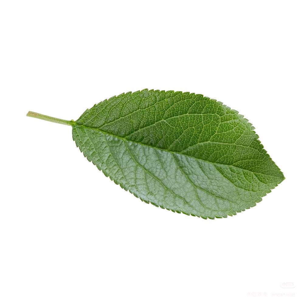 St