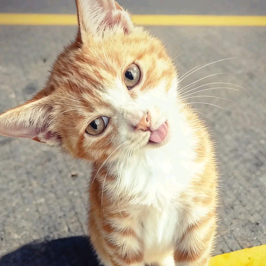 ᴗ.