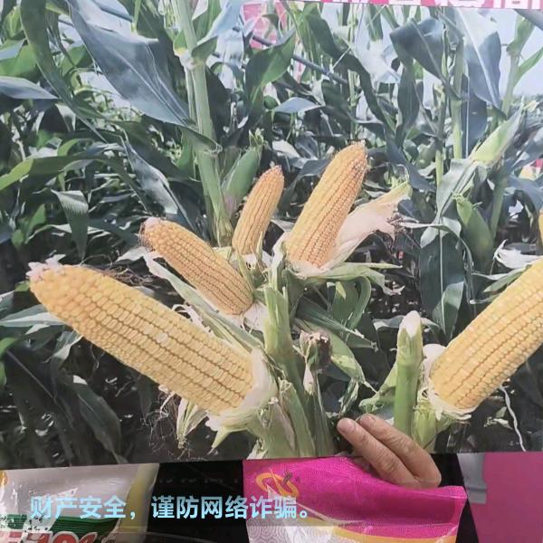 农资人