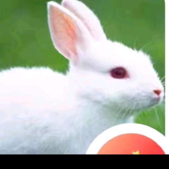 宋文光