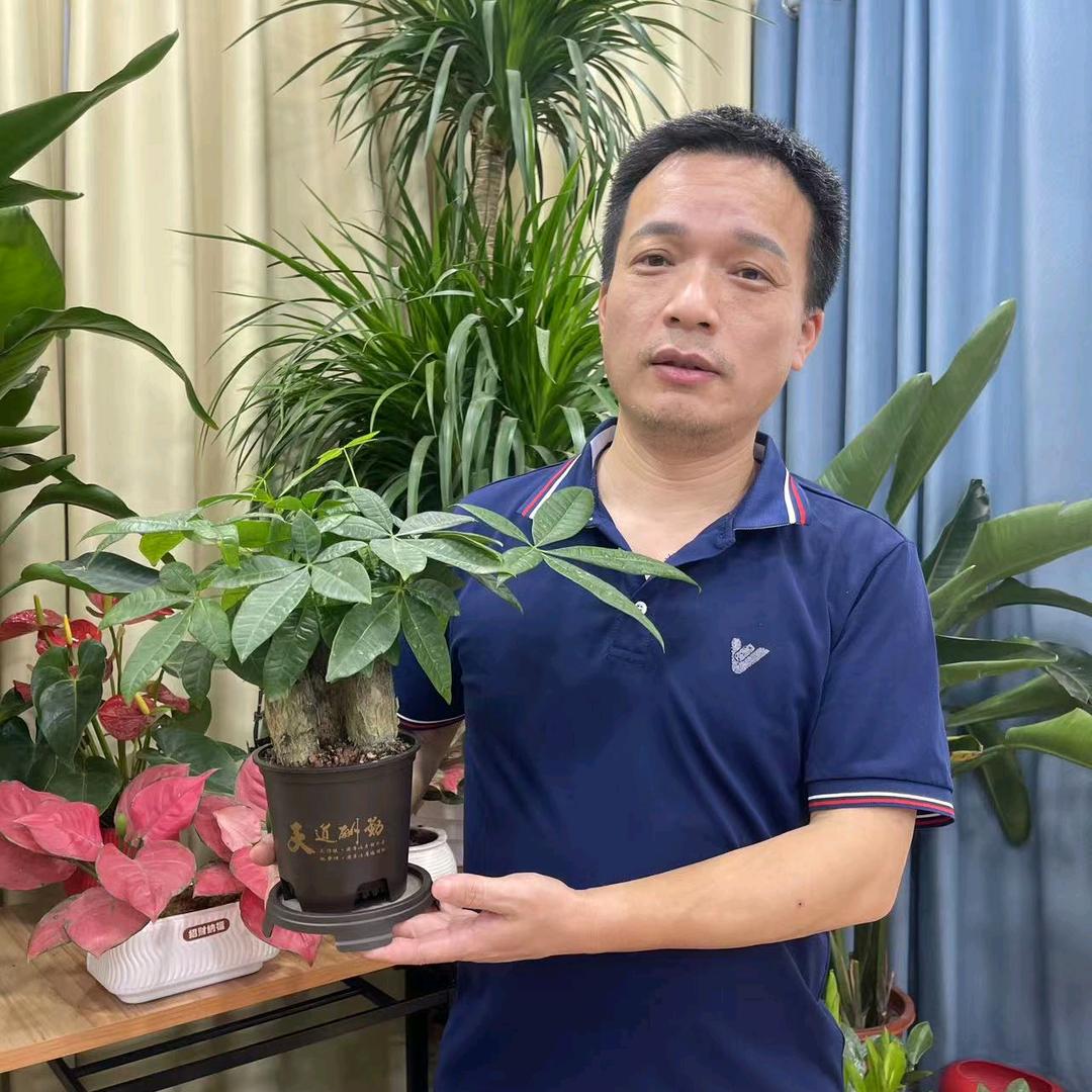 都市绿植段哥