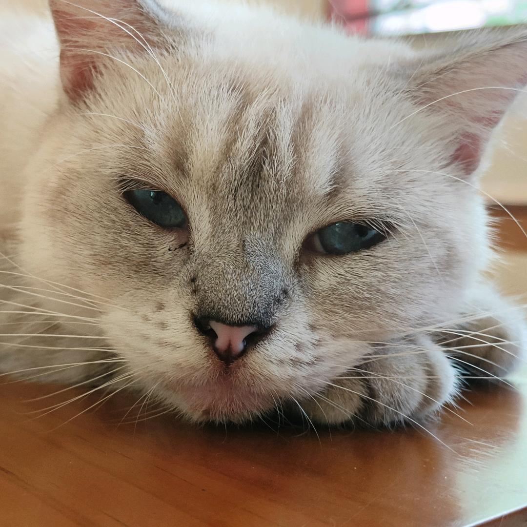 情所往