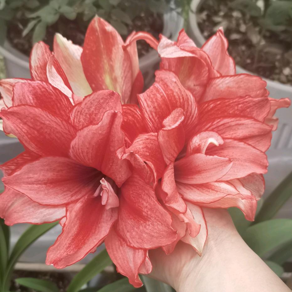 ꦿঞ玉米粒✨