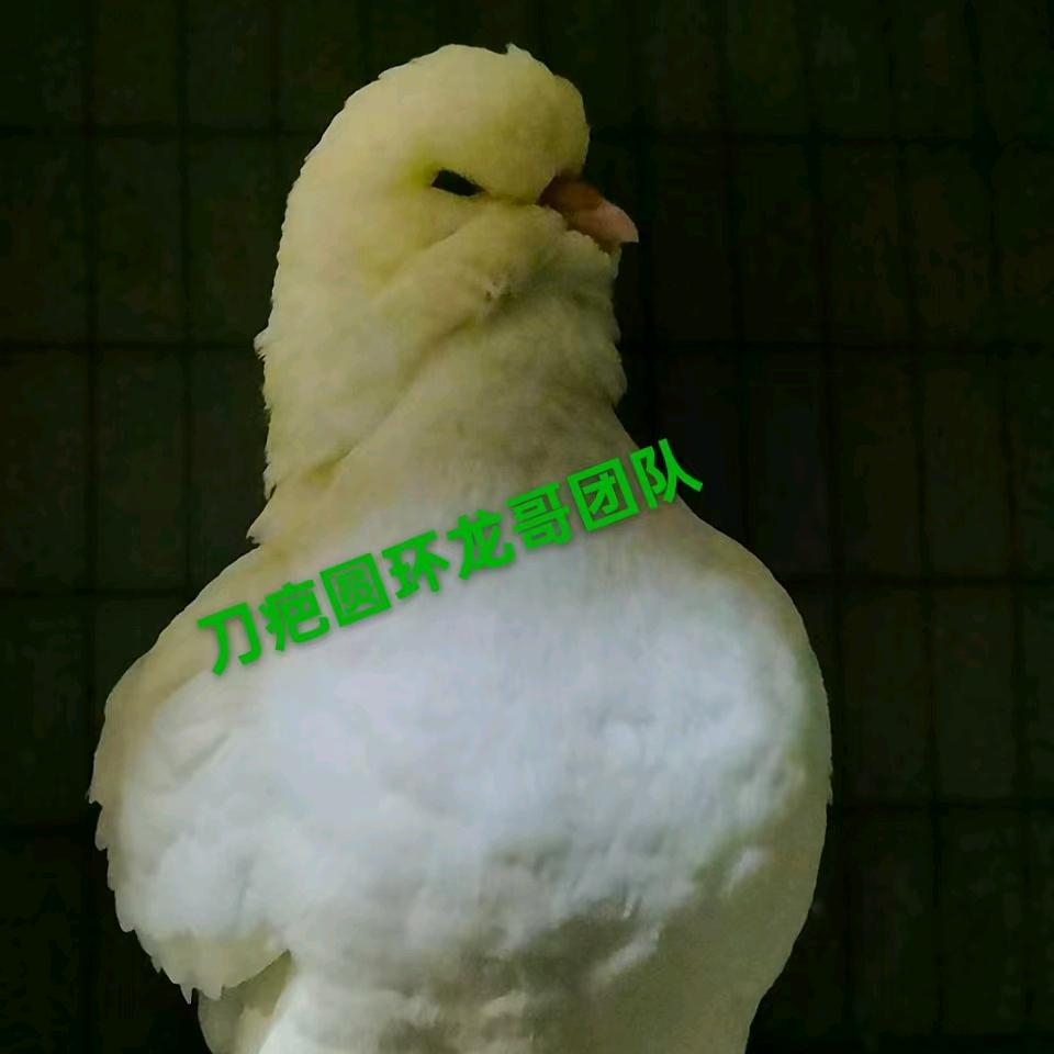 张飞《刀疤圆环龙哥团队》