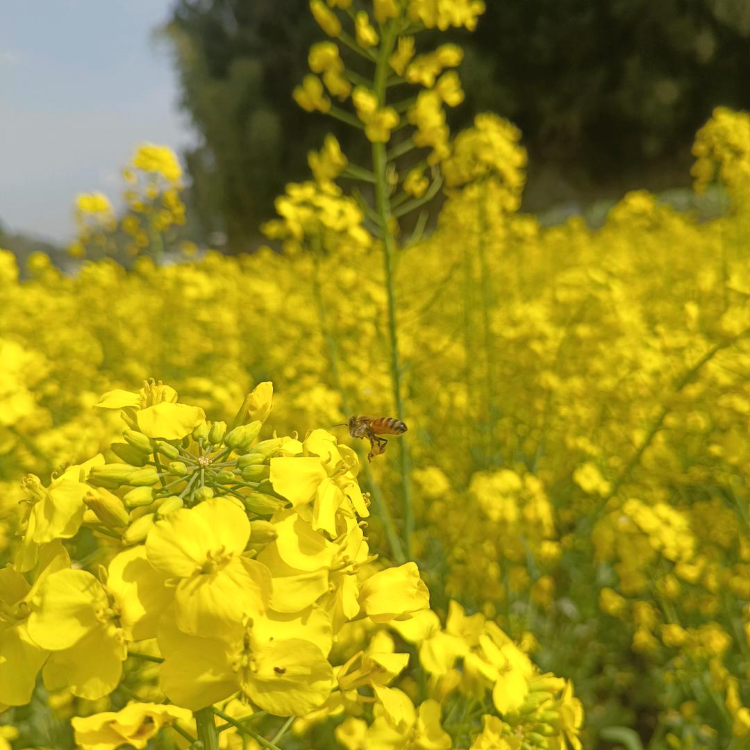 秦岩蜂蜜农产品