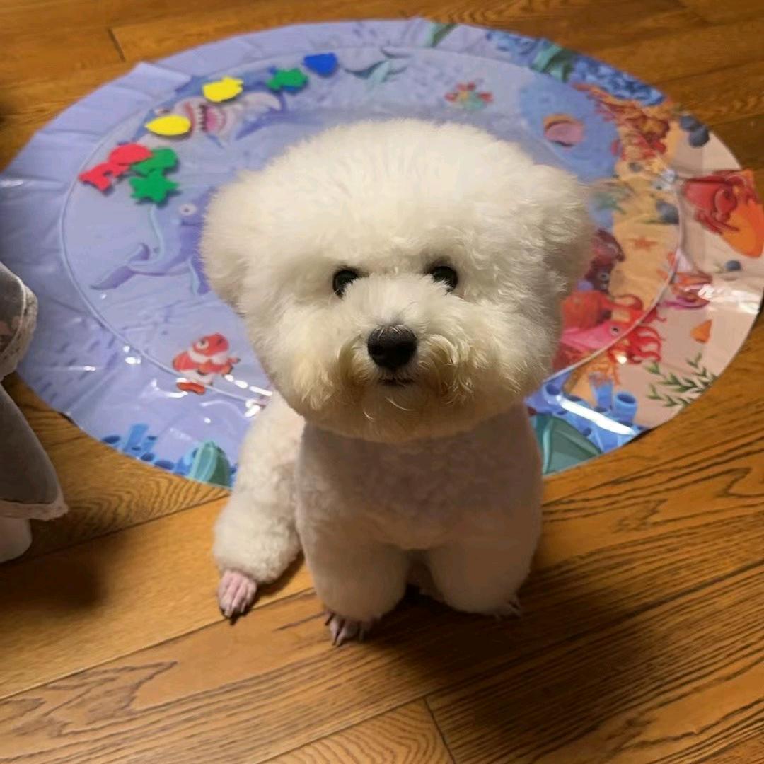 Z小笨