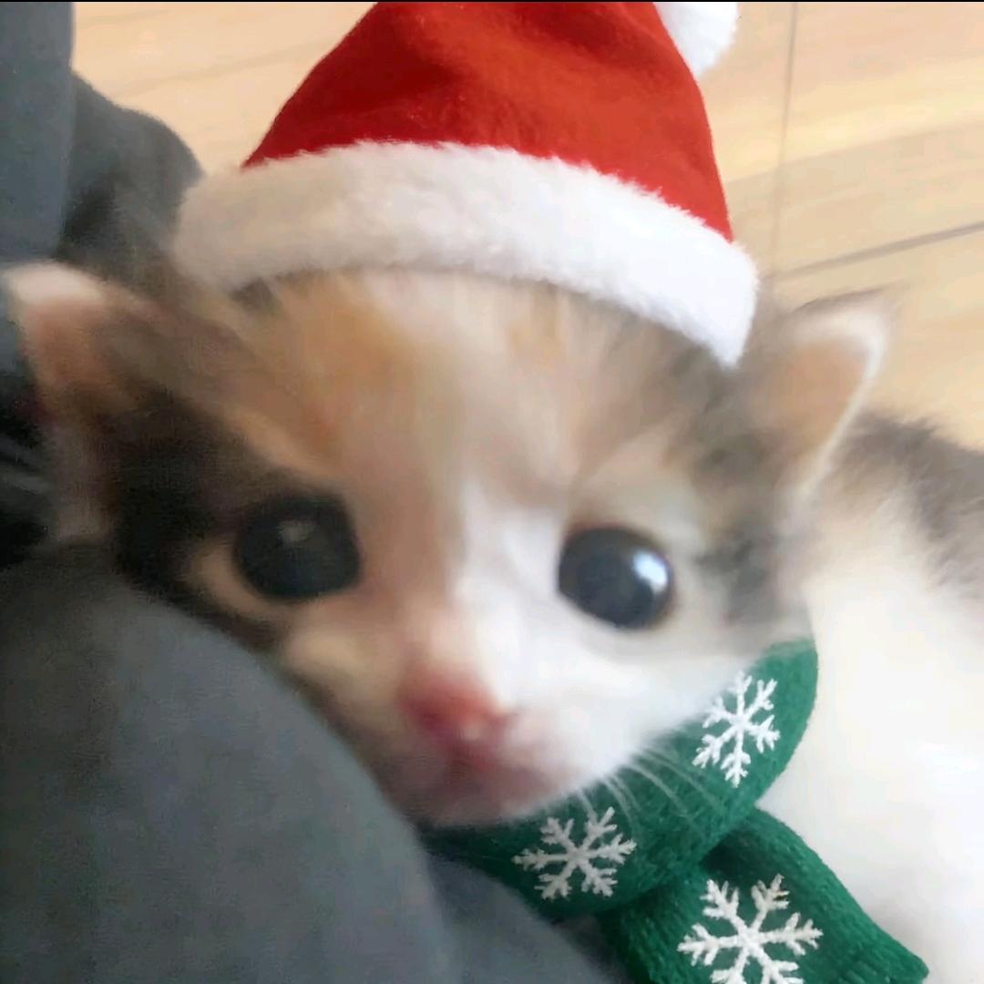 么凹猫_