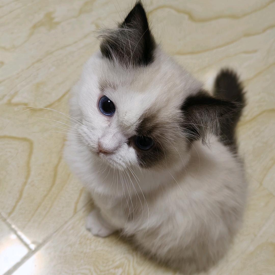 小呆是只猫头像