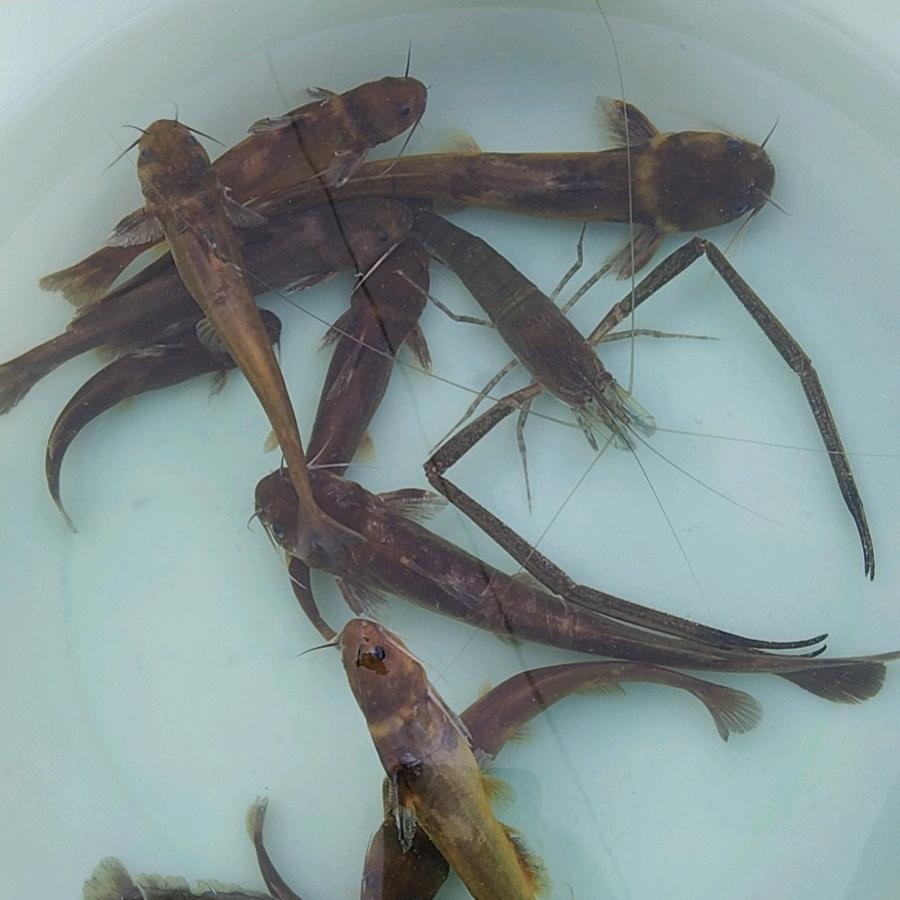 余生有鱼(纯玩号)