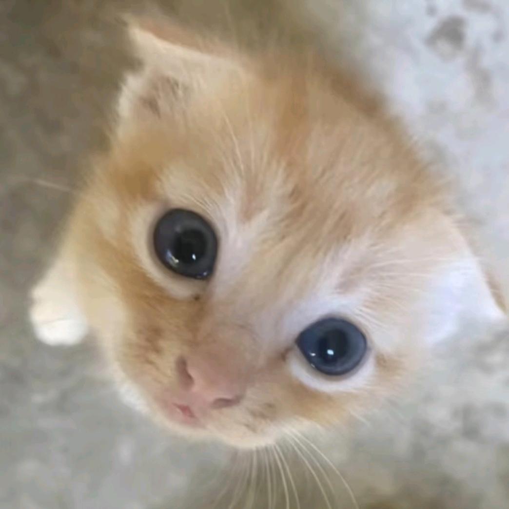 没有猫饼ฅ