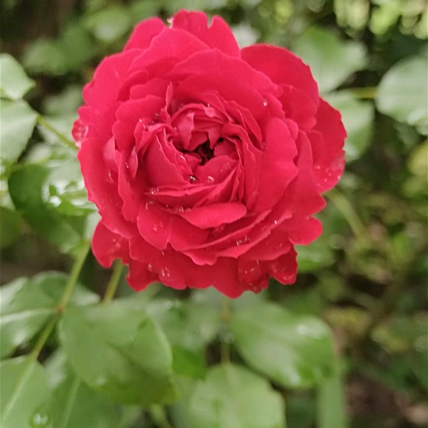 村花