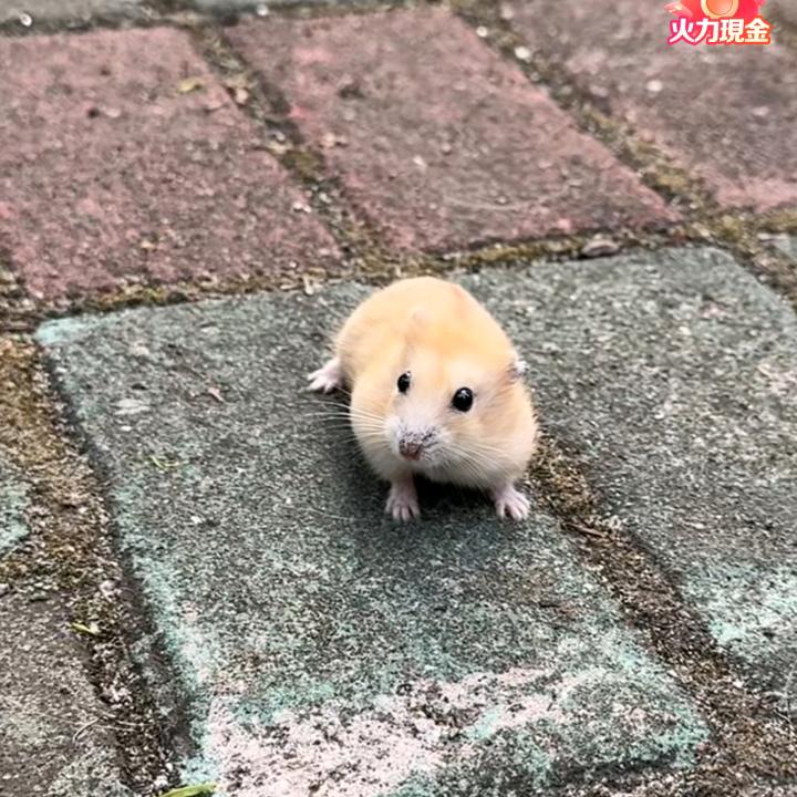 昧来