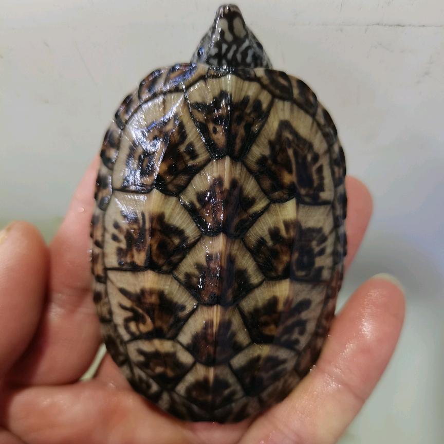 富桂之源宠物养殖场