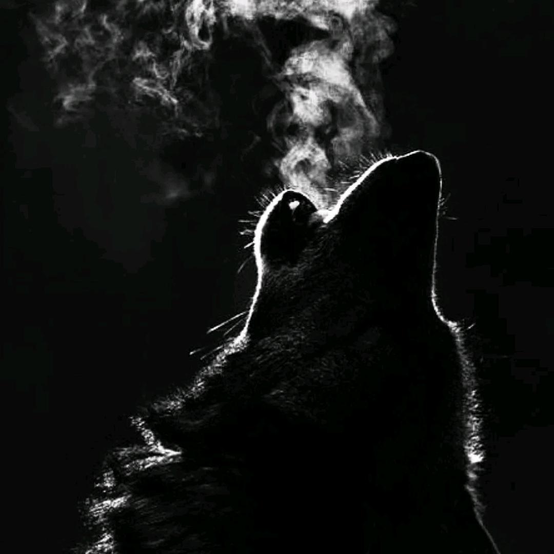 天赐良鸡(小袁)