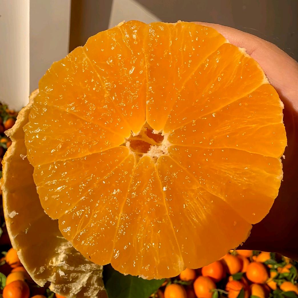 橙意满满爱媛橙