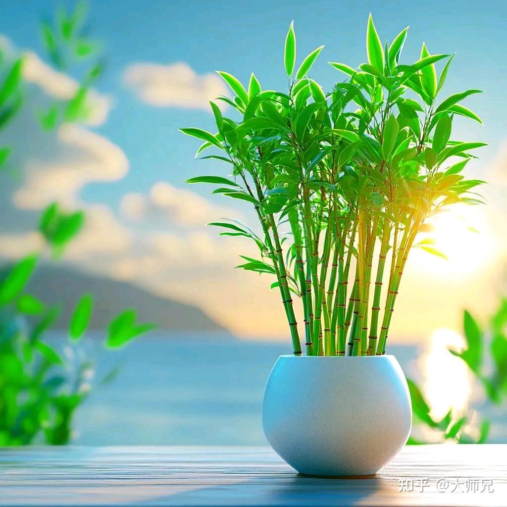 浅夏（拒绝私聊）