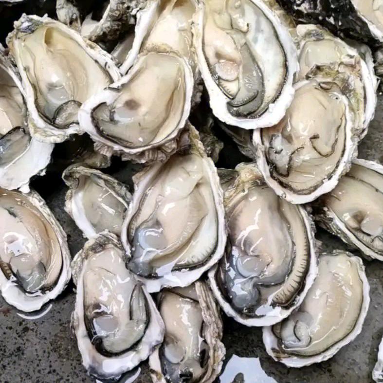 郑州万邦孙氏海鲜批发🦀🦀🔥🔥