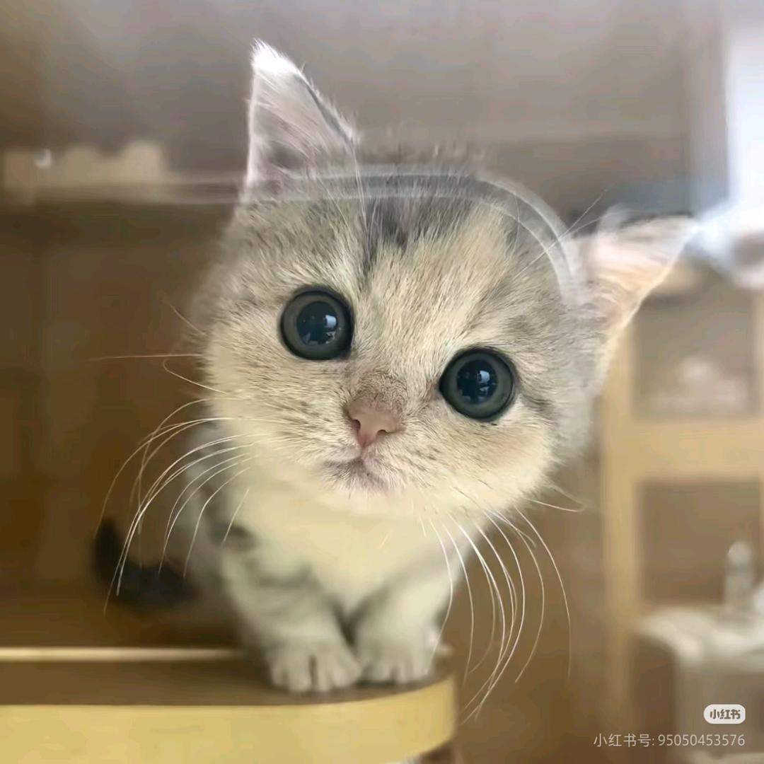 咚咚.𖦹ࡇ𖦹.ᐟ.