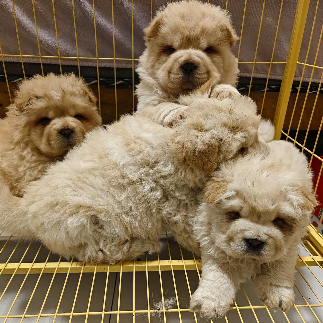王氏犬业—松狮之家