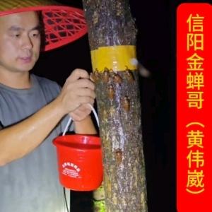 信阳金蝉哥养殖（金蝉养殖带头人）