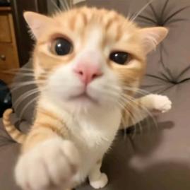 ￴ ￴￴ ￴ ￴ ㅤㅤ