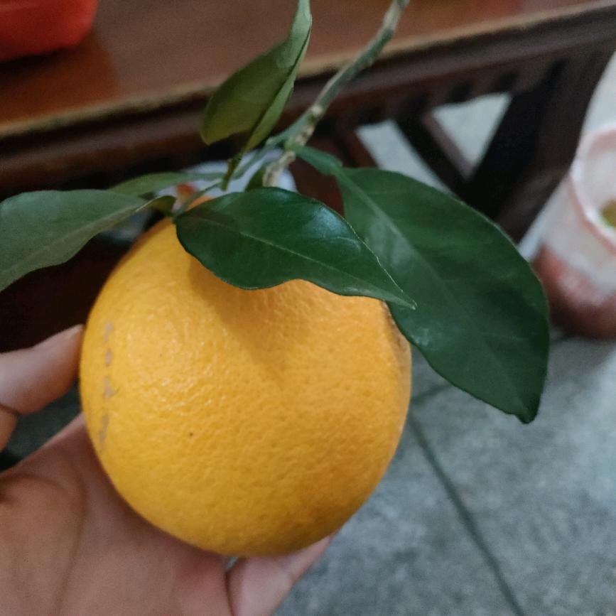 全宁优选赣南脐橙