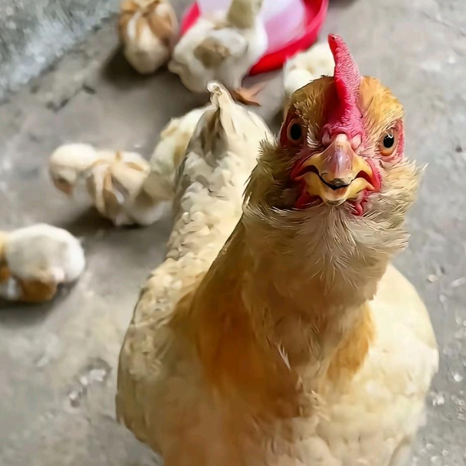 好运降林