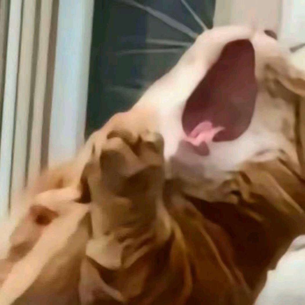 。头像