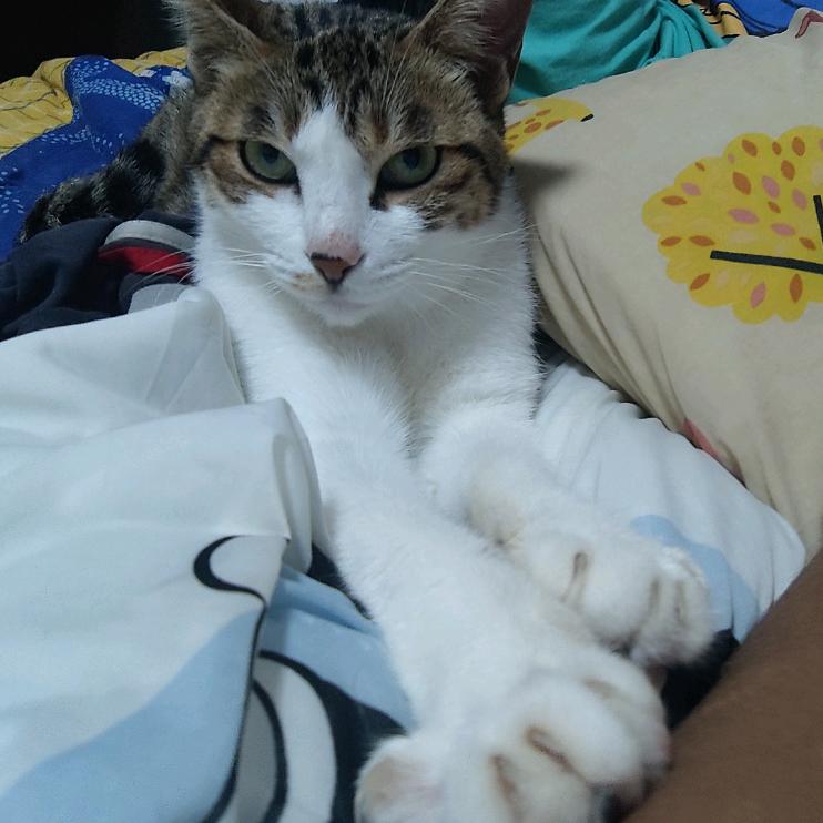 疯狂动物猿小诺