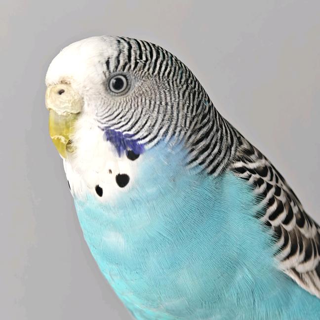 🎄◟(˶> ᎑ <˶)◞🎄