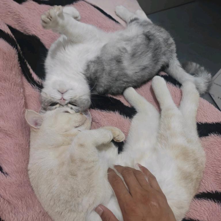 🌈野猪乔治🌈