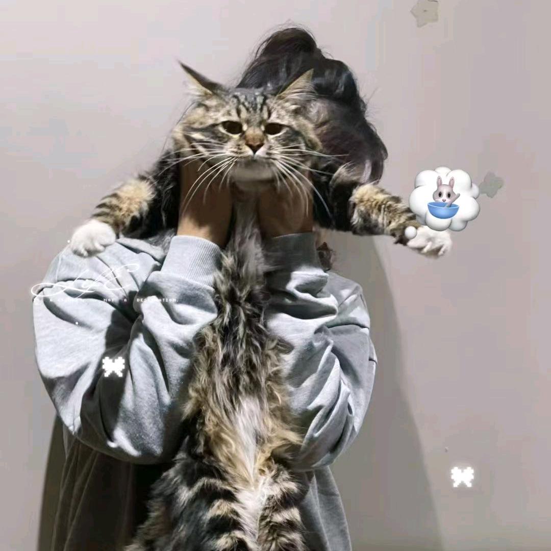 乖崽是只猫