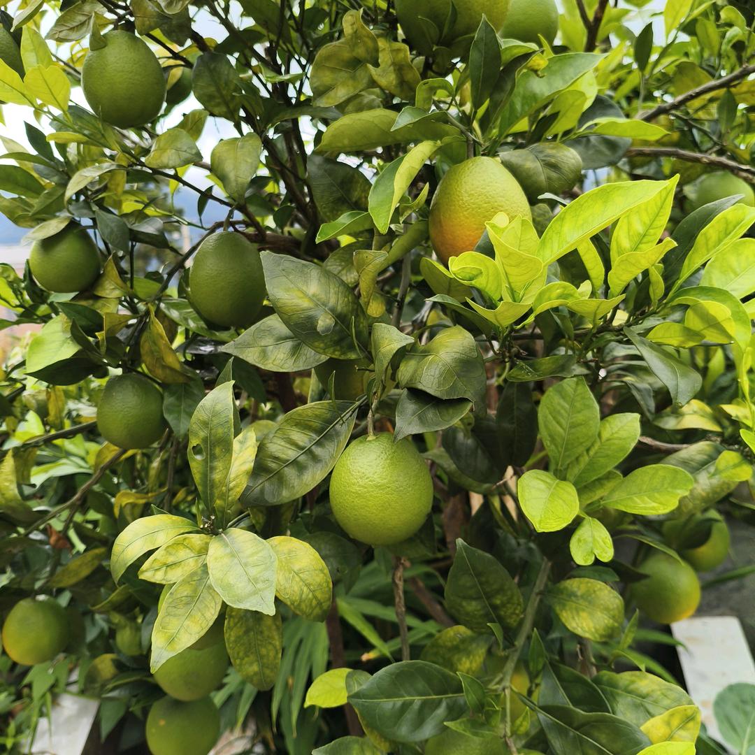 。休使圆蟾照客眠